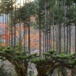 daisugi tekniğiyle üretilen ağaçlar