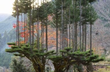 daisugi tekniğiyle üretilen ağaçlar