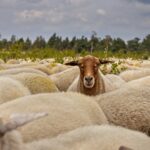 herd of sheep, sheep, nature, wool, mammal, heather, cattle, animals, wilderness, sheep, sheep, sheep, sheep, sheep
