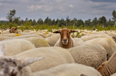 herd of sheep, sheep, nature, wool, mammal, heather, cattle, animals, wilderness, sheep, sheep, sheep, sheep, sheep